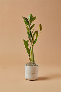 Branded planter with plant